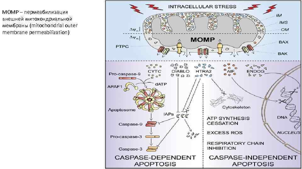 MOMP – пермеабилизация внешней митохондриальной мембраны (mitochondrial outer membrane permeabilization) 