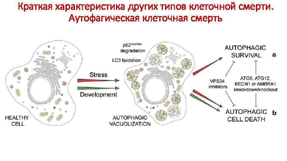 Краткая характеристика других типов клеточной смерти. Аутофагическая клеточная смерть 