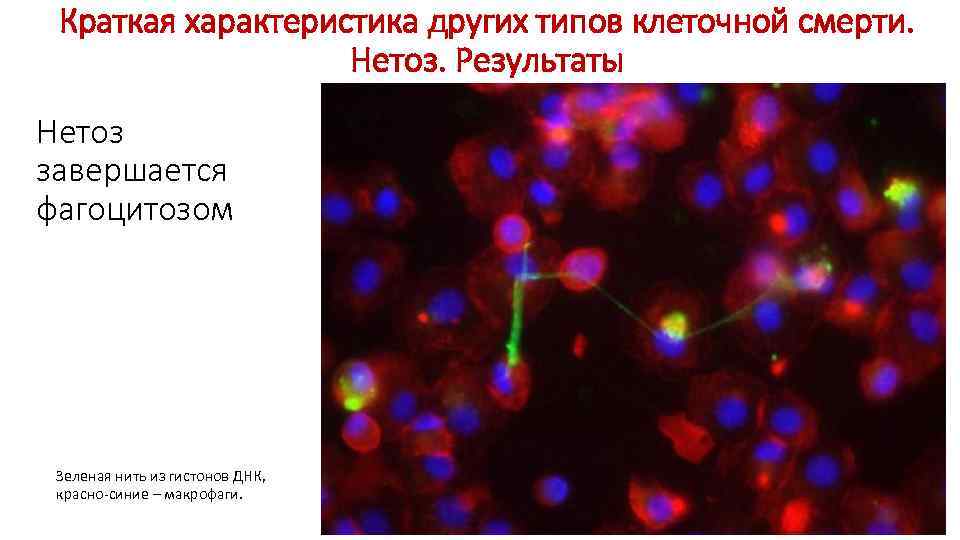 Краткая характеристика других типов клеточной смерти. Нетоз. Результаты Нетоз завершается фагоцитозом Зеленая нить из
