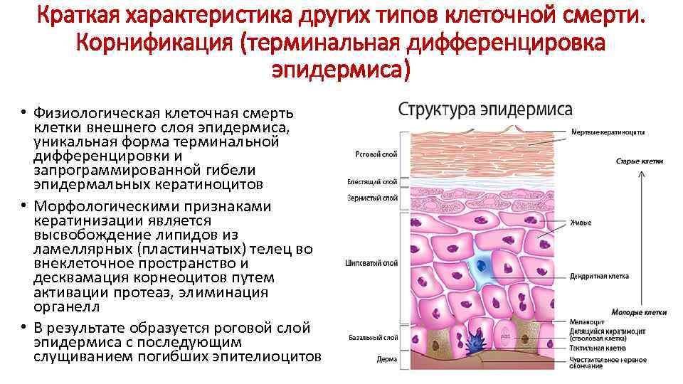 Кератиноциты