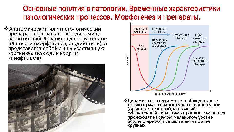 Основные понятия в патологии. Временные характеристики патологических процессов. Морфогенез и препараты. v. Анатомический или