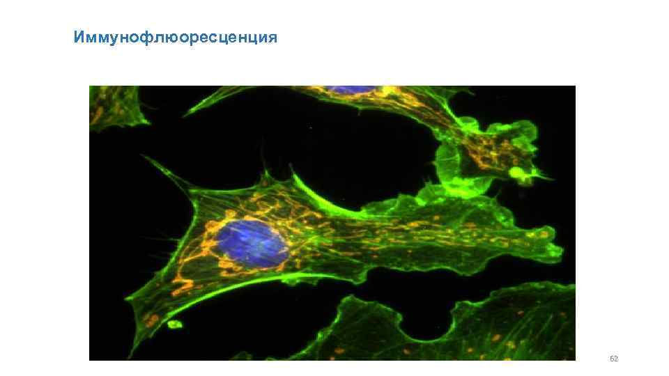 Иммунофлюоресценция 62 