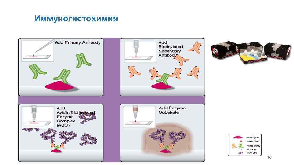 Pap метод иммуногистохимия схема