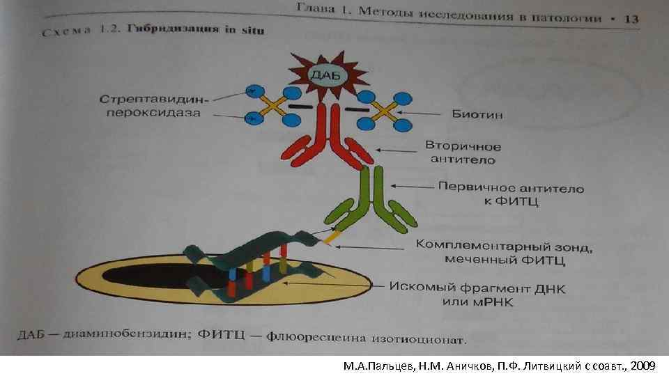 М. А. Пальцев, Н. М. Аничков, П. Ф. Литвицкий с соавт. , 2009 