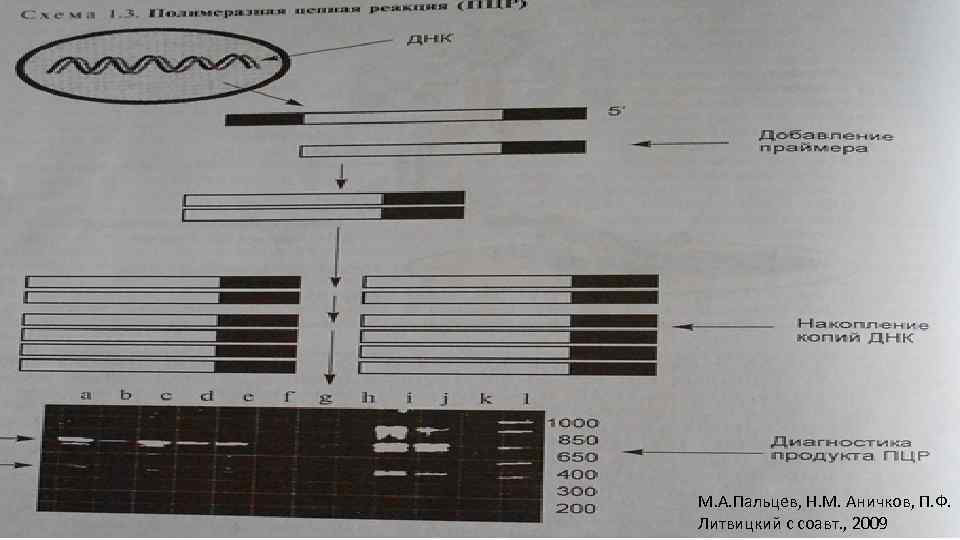 М. А. Пальцев, Н. М. Аничков, П. Ф. Литвицкий с соавт. , 2009 