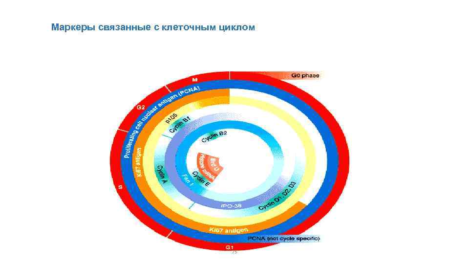 Маркеры связанные с клеточным циклом 75 