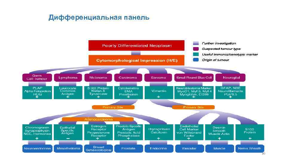 Патанатомия в схемах и таблицах благодаров