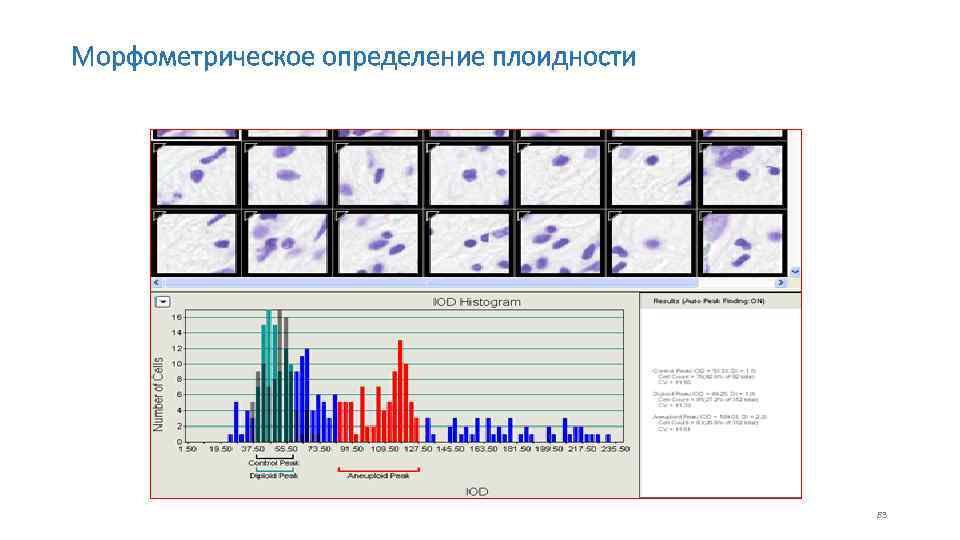 Морфометрическое определение плоидности 83 