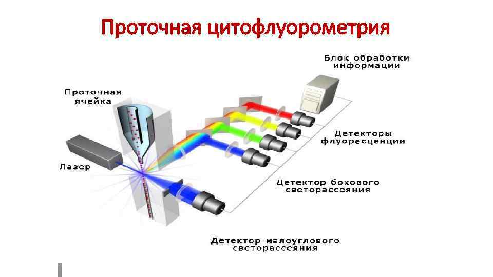 Схема подсчета лимфоцитов разных популяций с помощью проточного цитофлюориметра иммунология