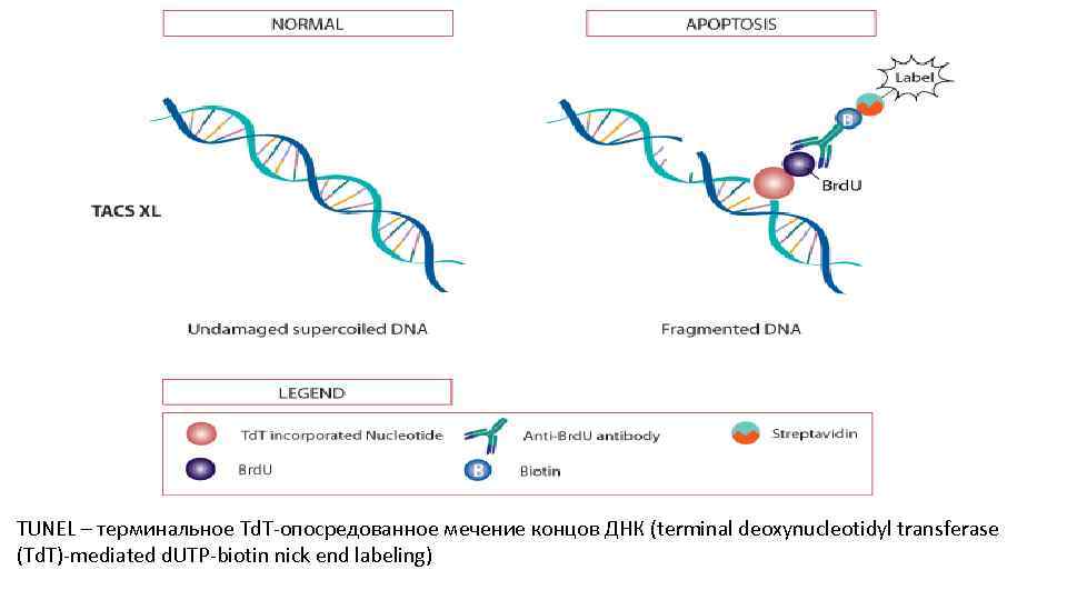 TUNEL – терминальное Td. T-опосредованное мечение концов ДНК (terminal deoxynucleotidyl transferase (Td. T)-mediated d.