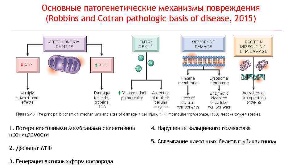 Основные патогенетические механизмы повреждения (Robbins and Cotran pathologic basis of disease, 2015) 1. Потеря