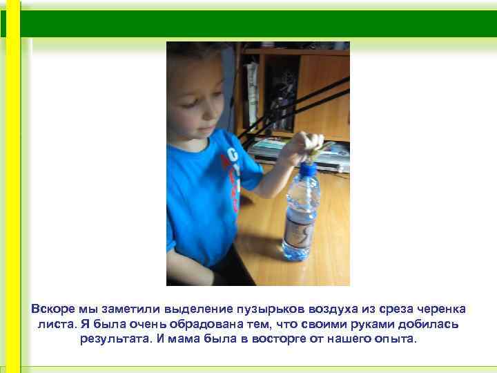 Вскоре мы заметили выделение пузырьков воздуха из среза черенка листа. Я была очень обрадована