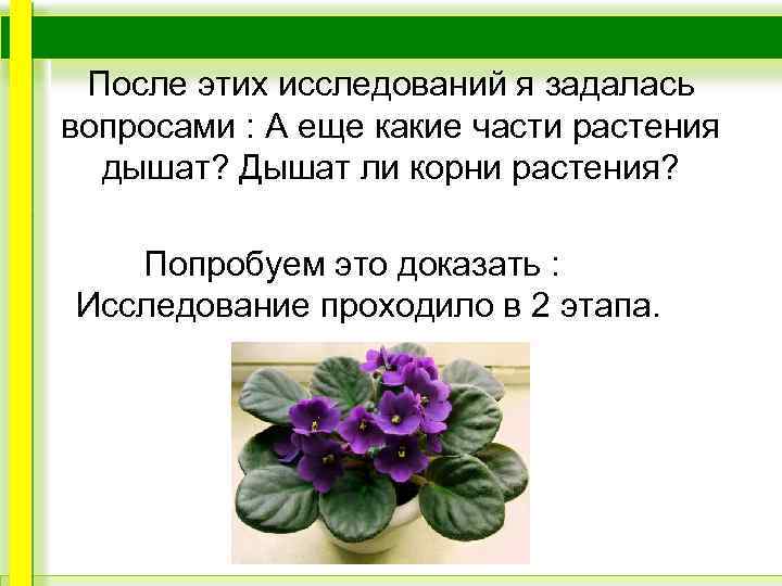 После этих исследований я задалась вопросами : А еще какие части растения дышат? Дышат