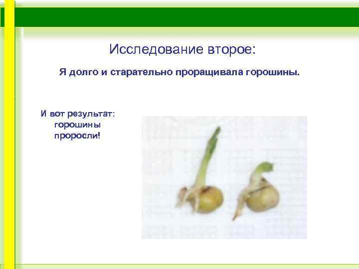 Исследование второе: Я долго и старательно проращивала горошины. И вот результат: горошины проросли! 