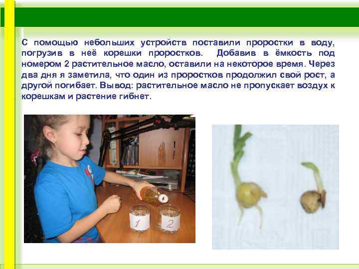 С помощью небольших устройств поставили проростки в воду, погрузив в неё корешки проростков. Добавив