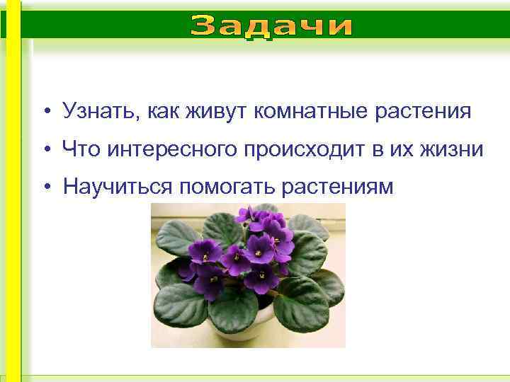  • Узнать, как живут комнатные растения • Что интересного происходит в их жизни