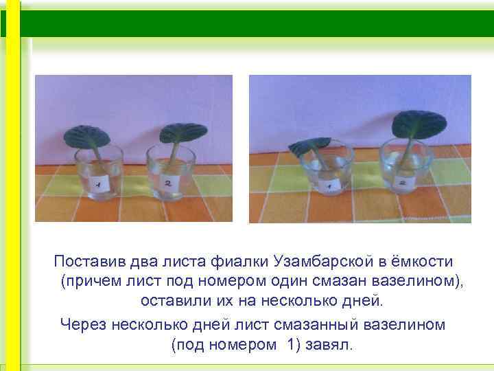 Поставив два листа фиалки Узамбарской в ёмкости (причем лист под номером один смазан вазелином),
