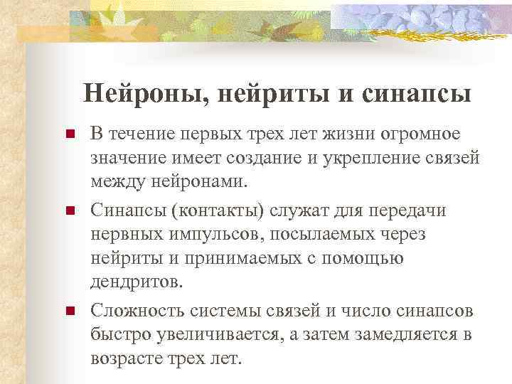 Нейроны, нейриты и синапсы n n n В течение первых трех лет жизни огромное