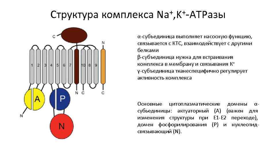 Структурный комплекс. Субъединица комплекса. Схема строения и функционирования na k АТФАЗЫ плазматической мембраны. Схема работы na/k АТРАЗЫ. Белковая субъединица.