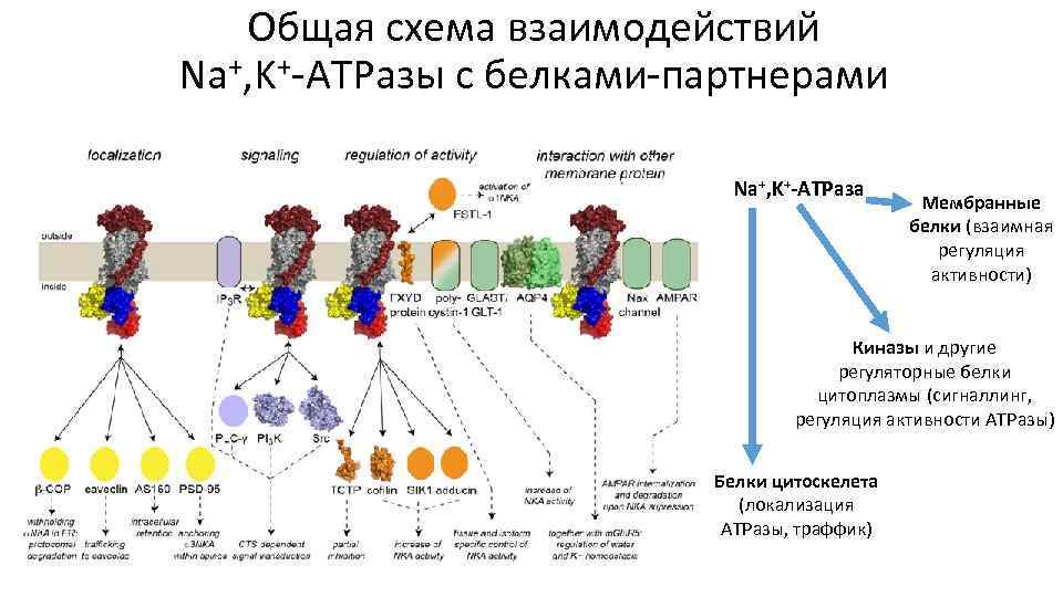 Общая схема взаимодействий Na+, K+-ATPазы с белками-партнерами Na+, K+-ATPаза Мембранные белки (взаимная регуляция активности)