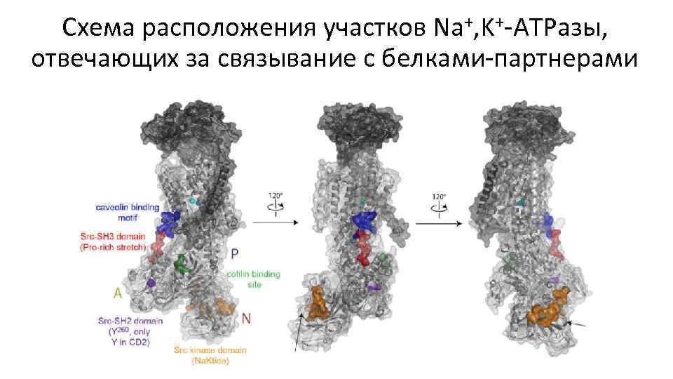 Схема расположения участков Na+, K+-ATPазы, отвечающих за связывание с белками-партнерами 