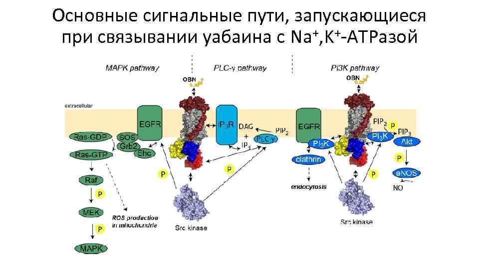 Основные сигнальные пути, запускающиеся при связывании уабаина с Na+, K+-ATPазой 
