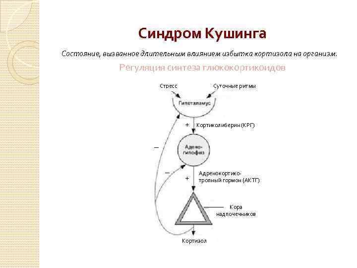 Схема отрицательной обратной связи при синтезе гормонов