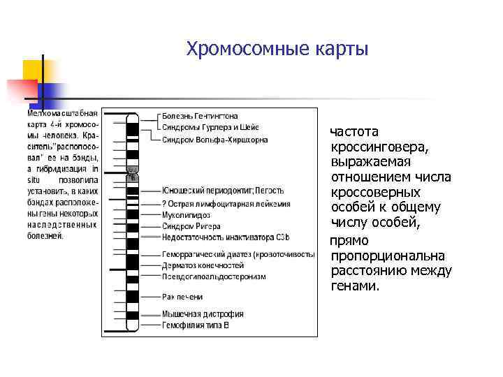 6 что такое карта хромосом