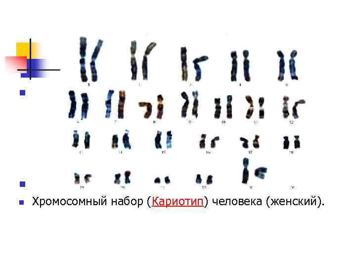 n n n Хромосомный набор (Кариотип) человека (женский). 