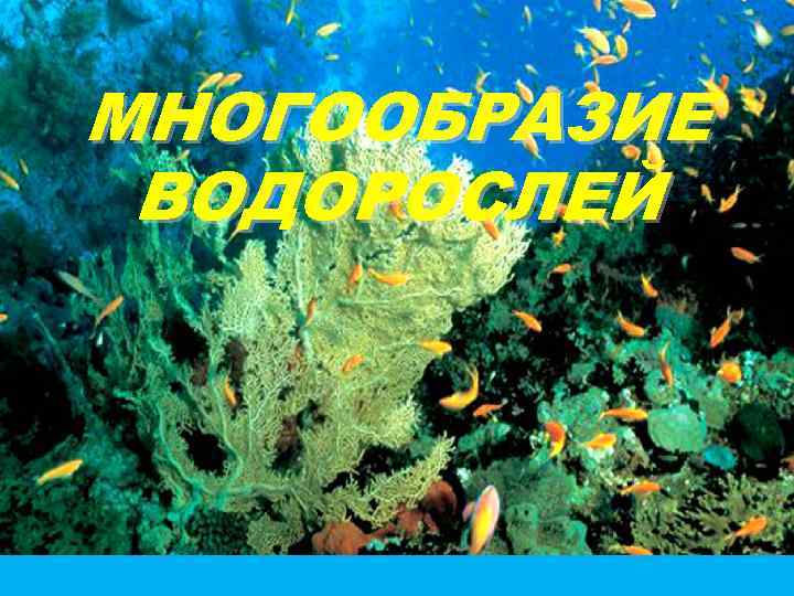 МНОГООБРАЗИЕ ВОДОРОСЛЕЙ 