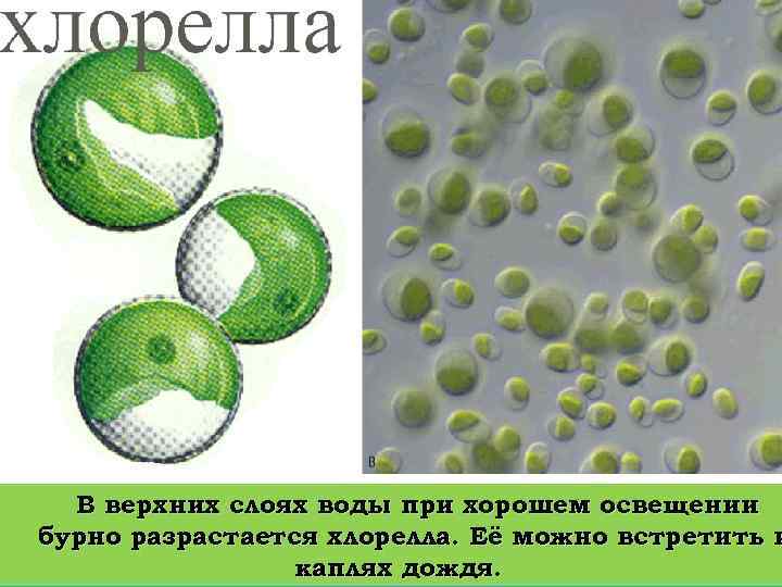В верхних слоях воды при хорошем освещении бурно разрастается хлорелла. Её можно встретить и
