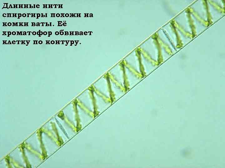 Длинные нити спирогиры похожи на комки ваты. Её хроматофор обвивает клетку по контуру. 