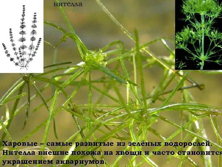 нителла Харовые – самые развитые из зелёных водорослей. Нителла внешне похожа на хвощи и