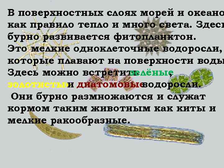 В поверхностных слоях морей и океано как правило тепло и много света. Здесь бурно