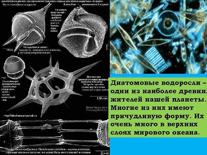 Диатомовые водоросли – одни из наиболее древних жителей нашей планеты. Многие из них имеют