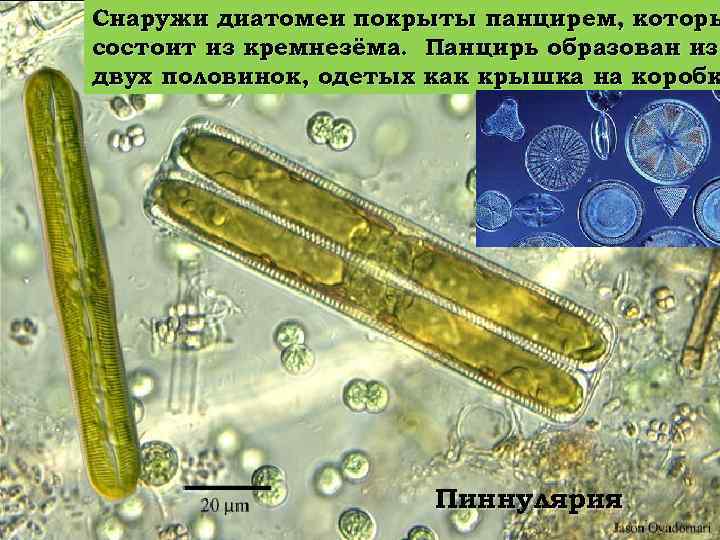 Снаружи диатомеи покрыты панцирем, которы состоит из кремнезёма. Панцирь образован из двух половинок, одетых