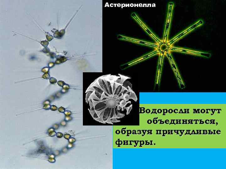 Астерионелла Водоросли могут о объединяться, образуя причудливые фигуры. 