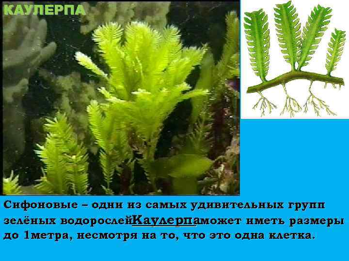 КАУЛЕРПА Сифоновые – одни из самых удивительных групп зелёных водорослей. Каулерпаможет иметь размеры до