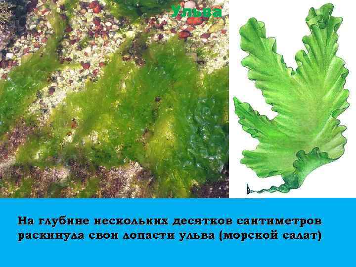 Ульва На глубине нескольких десятков сантиметров раскинула свои лопасти ульва (морской салат). 