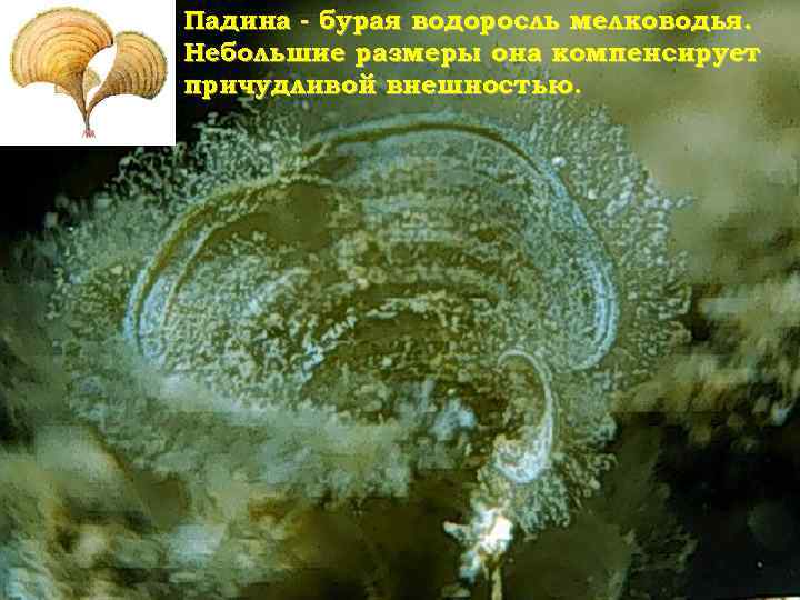 Падина - бурая водоросль мелководья. Небольшие размеры она компенсирует причудливой внешностью. 
