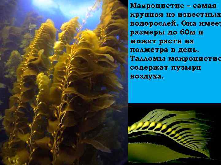 Макроцистис – самая крупная из известных водорослей. Она имеет размеры до 60 м и