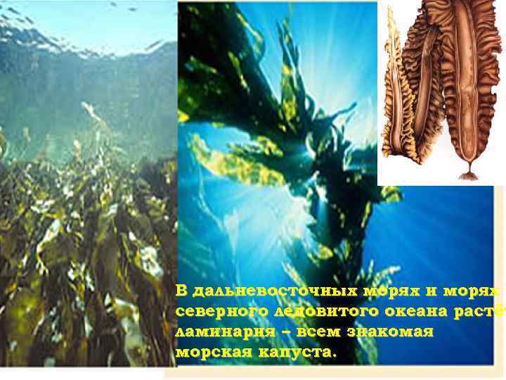 В дальневосточных морях и морях северного ледовитого океана растёт ламинария – всем знакомая морская