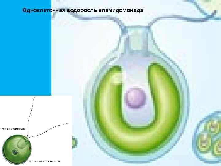Одноклеточная водоросль хламидомонада 