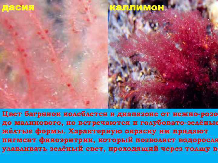 дасия каллимон Цвет багрянок колеблется в диапазоне от нежно-розо до малинового, но встречаются и