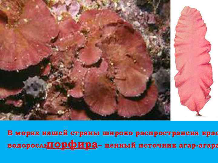 В морях нашей страны широко распространена крас водоросль порфира– ценный источник агар-агара 