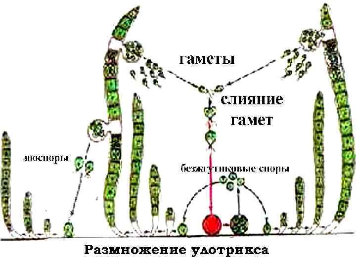 Размножение улотрикса 