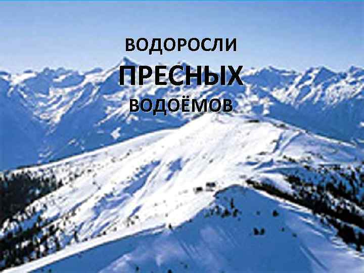 ВОДОРОСЛИ ПРЕСНЫХ ВОДОЁМОВ 