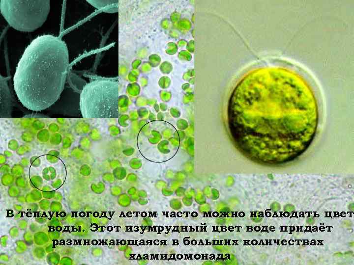 В тёплую погоду летом часто можно наблюдать цвет воды. Этот изумрудный цвет воде придаёт