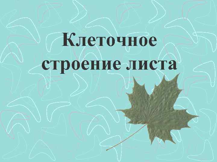 Клеточное строение листа 