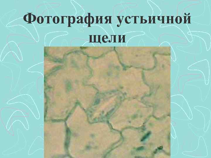Фотография устьичной щели 